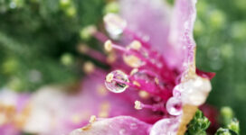 Flower Droplets2424815355 272x150 - Flower Droplets - Purple, flower, Droplets